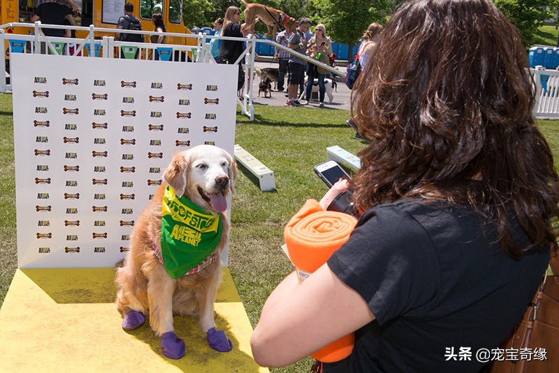 国外狗狗敏捷比赛,狗狗敏捷大赛罗威纳