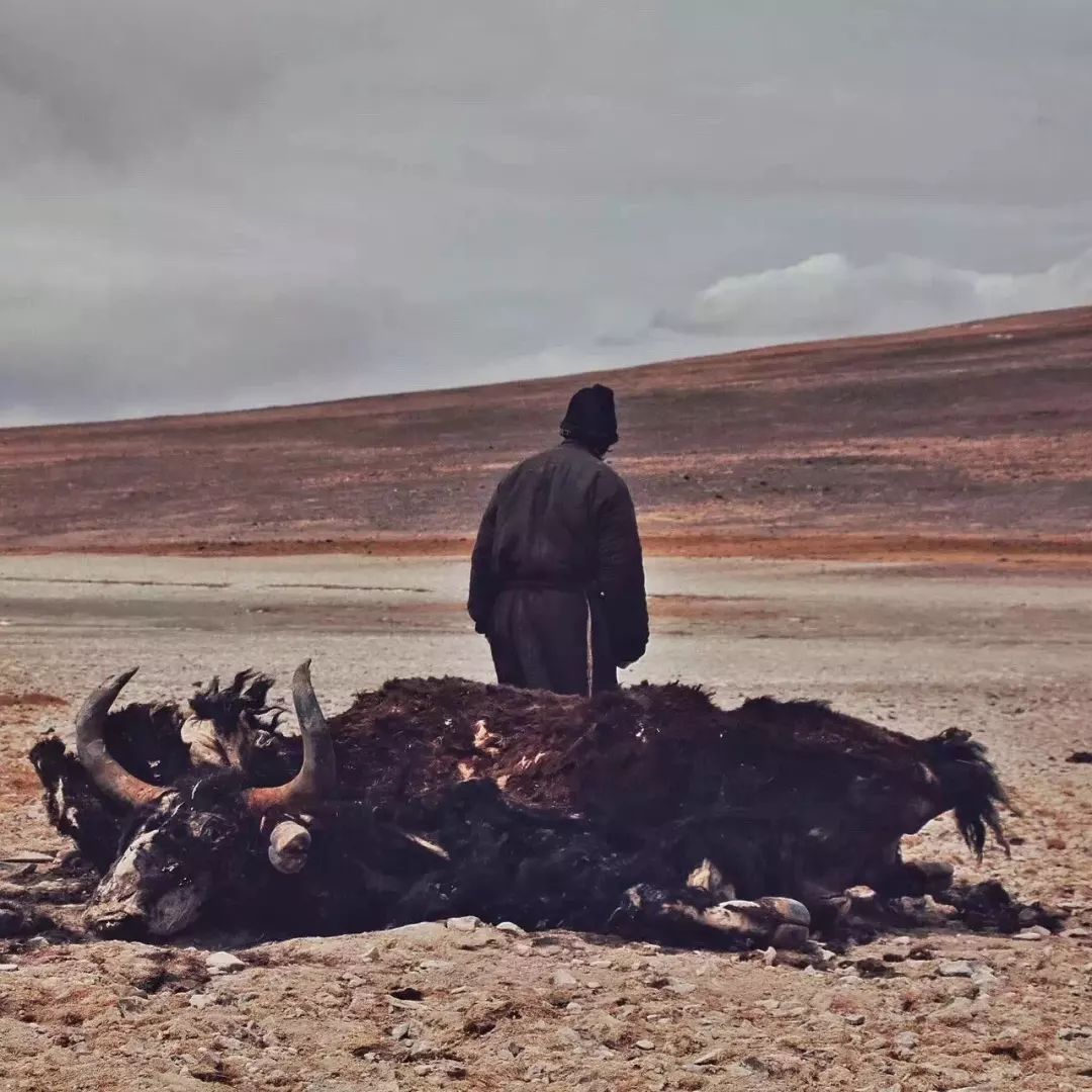 极地大型纪录片,纪录片极地生灵