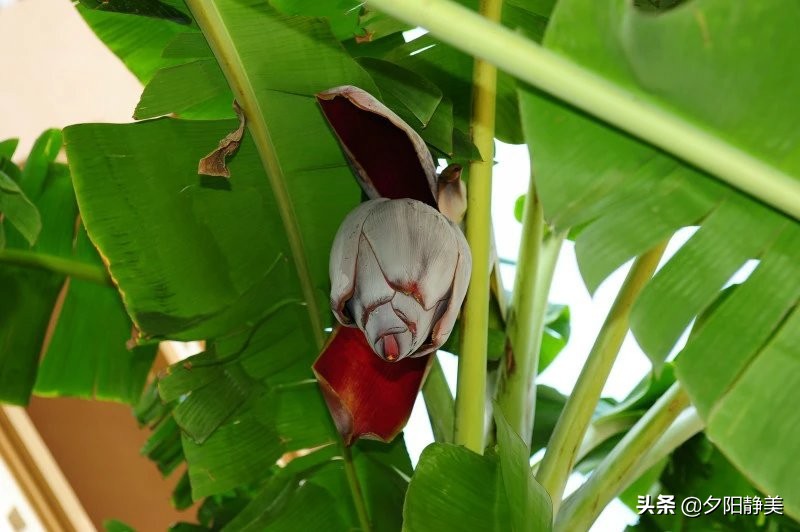 我的海南之旅全集,海南天赐上湾怎么样