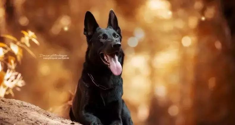 「希德勒之刃」综合素质接近完美的东德牧羊犬，了解一下？