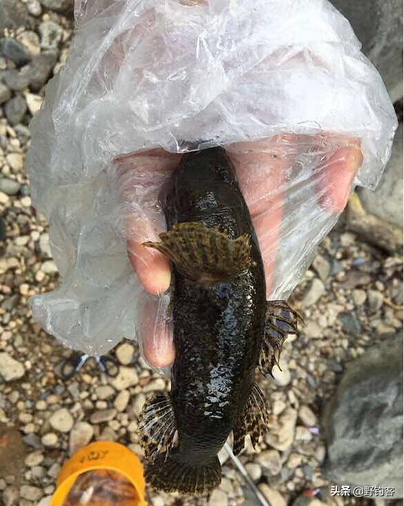 沙塘鳢可以作为观赏鱼吗,常见河鱼沙塘鳢