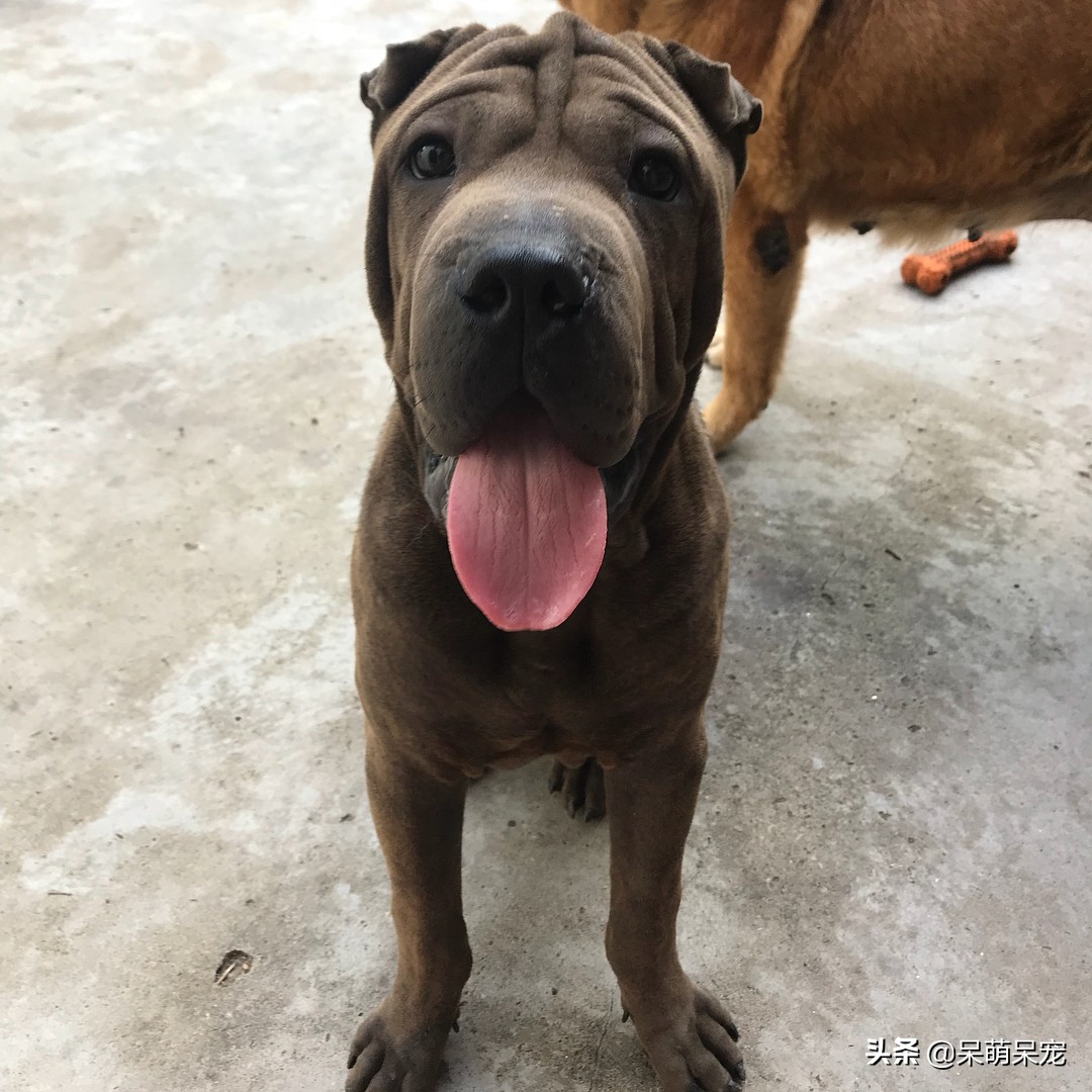 72种名犬最好养的宠物狗排名,什么狗最温顺不咬人又可爱小型犬