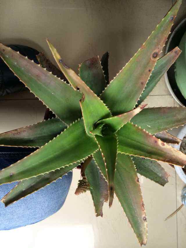 不夜城芦荟叶子发红怎么办,芦荟叶子发红干瘪要剪掉吗