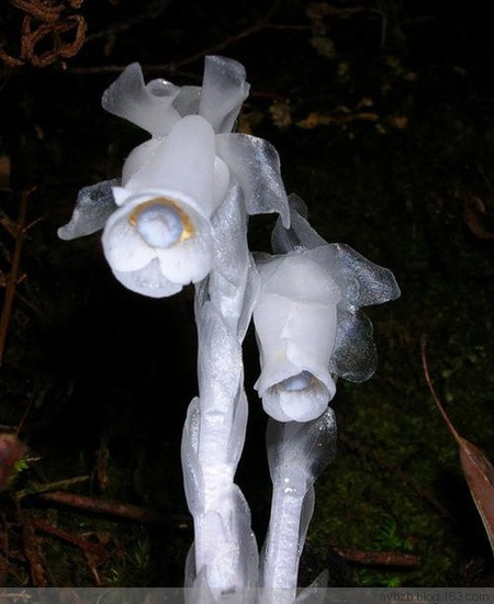 最好记的花名大全,很难得一见的花