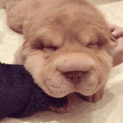 松狮跟藏獒有什么区别,松狮和藏獒像不像