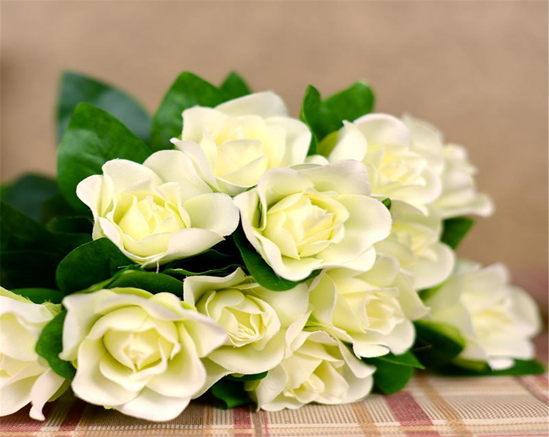 栀子花叶子长虫子怎么办,栀子花的叶子发蔫要怎么解救