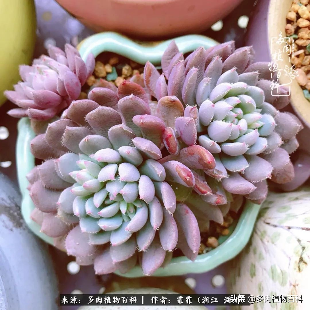 包邮区多肉度夏养护心得,阳台党养多肉怎么度夏