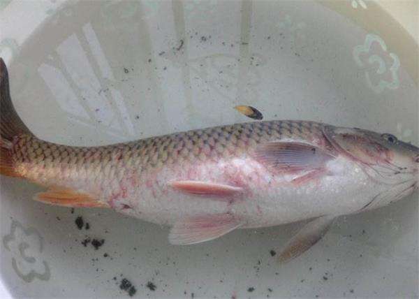 鱼类出血病视频,鱼出血病爆发的4种常见原因