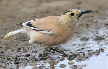 广东常见鸟类图谱和名称图文,东江揽胜鸟类