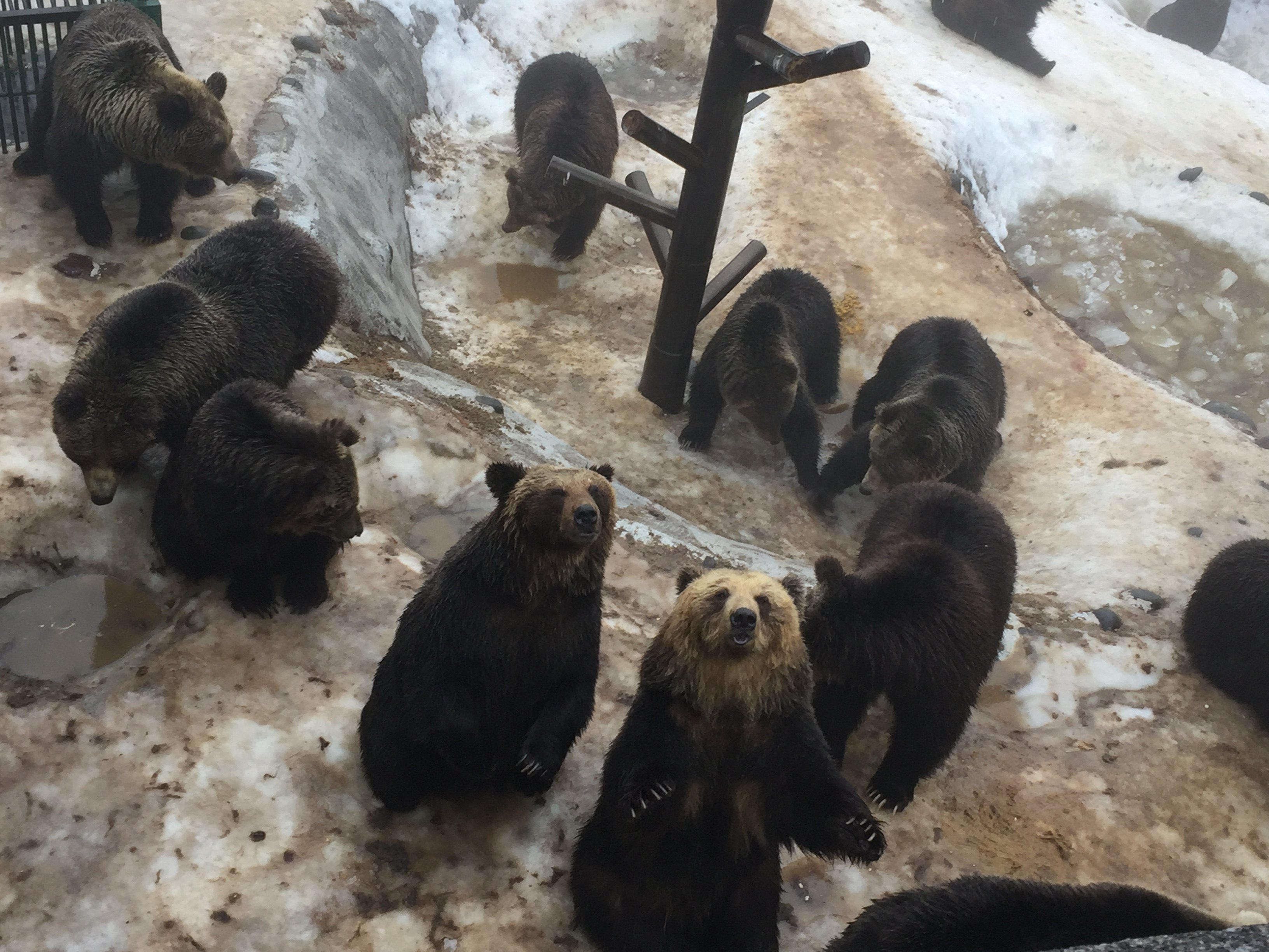 北海道夏季旅游攻略自由行,北海道自由行旅游攻略大全