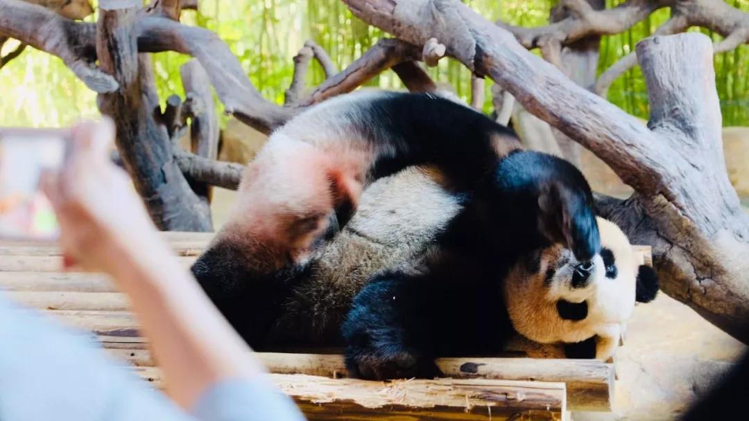 广州长隆最省钱玩法,最实惠广州长隆攻略