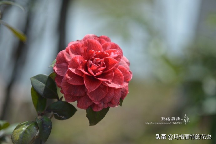 历史悠久的十大名花（海量美图），你选哪个做国花？