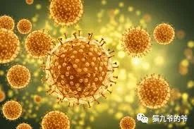 猫咪疱疹病毒和猫鼻支症状一样吗,猫疱疹病毒每只猫都有吗