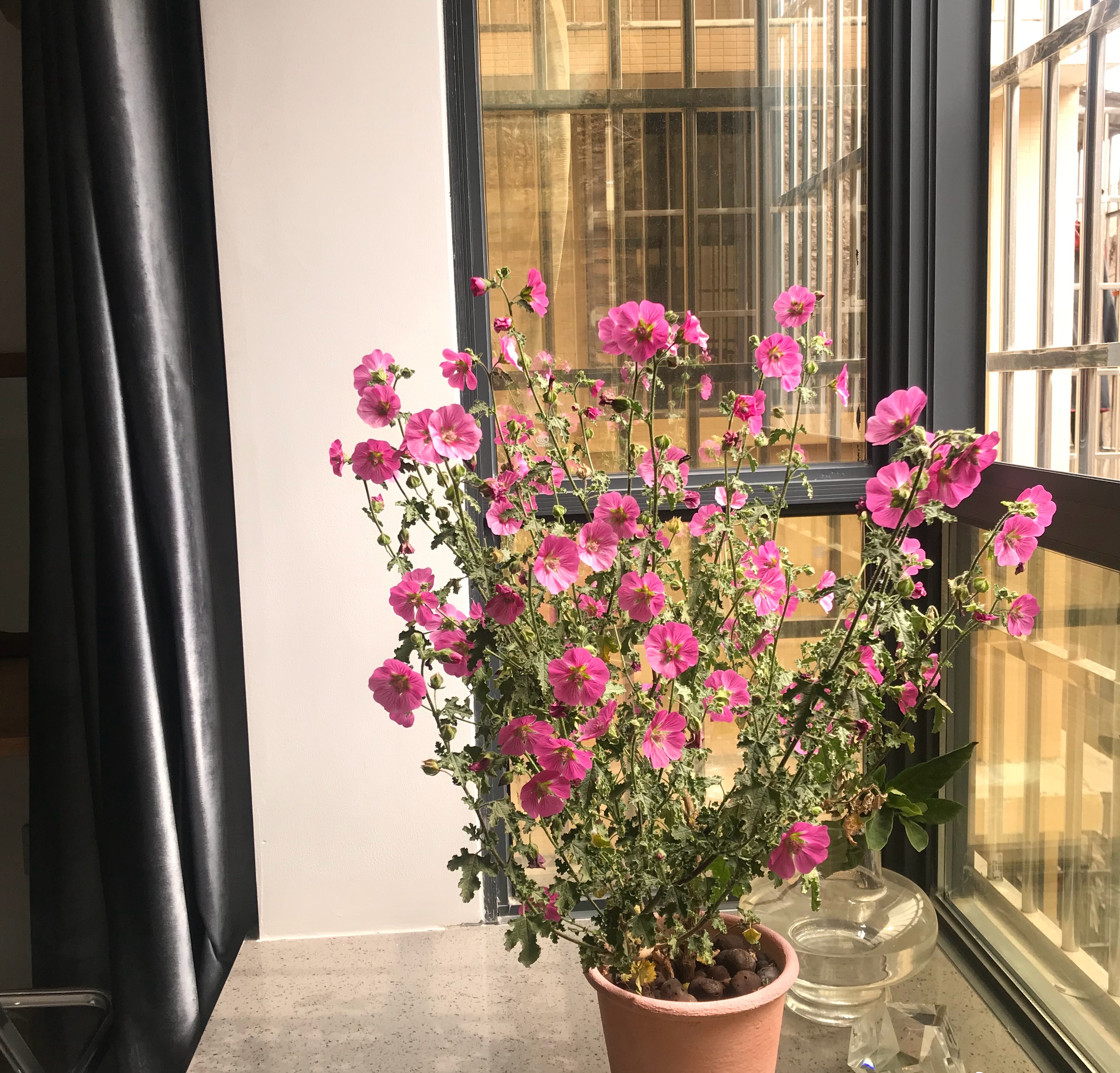 春天养玛格丽特菊花,春天养一盆草花