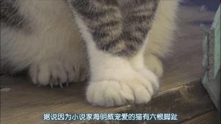 吸猫最高境界图片,吸猫最高境界完整视频