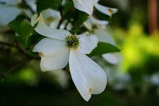残荷虽败风骨犹存文案,残荷虽败能听雨