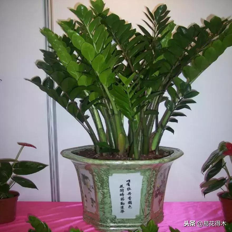 盆栽植物落叶是怎么回事,盆栽植物出现黄叶怎么处理