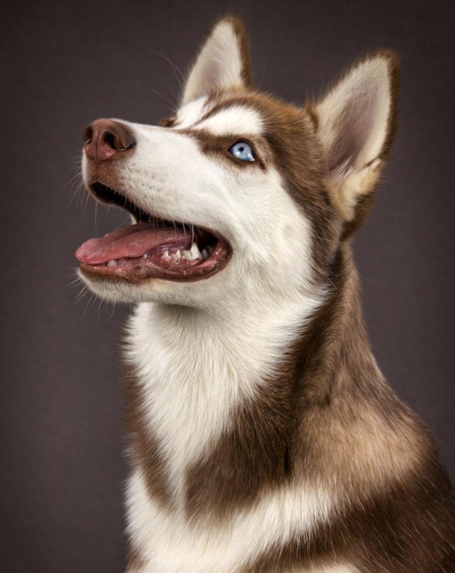 萌犬犬种,惹人喜爱的萌犬