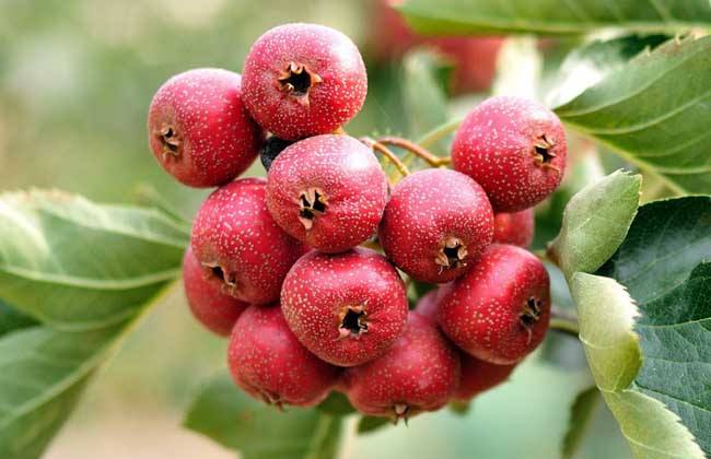 山楂的品种和种植技术,种植山楂的管理技术