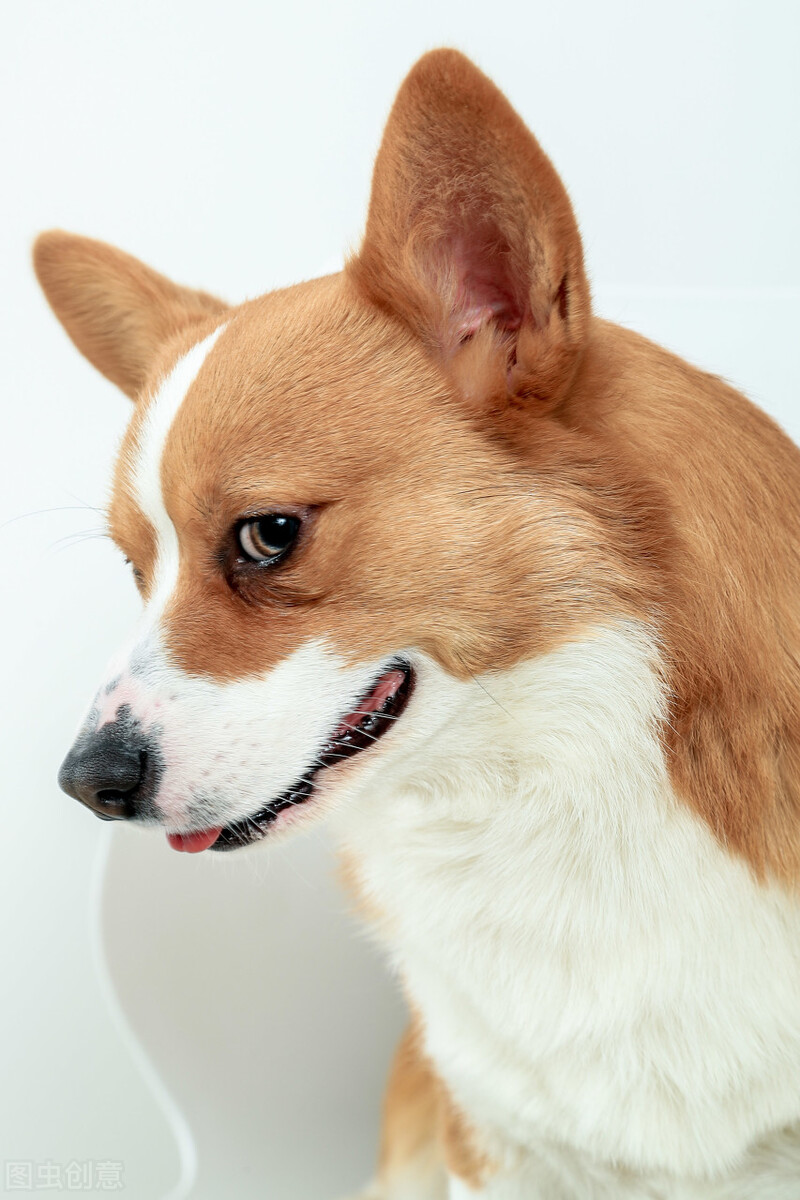 宠物结膜炎怎么治疗效果最好,宠物结膜炎的症状及治疗