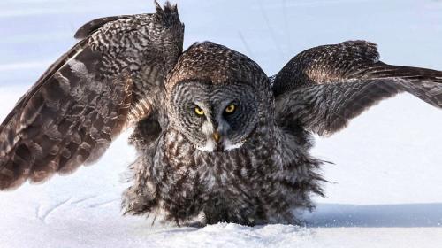 高空捉虫，水下捕鱼，还能看到紫外线，鸟类的眼睛里藏着什么秘密