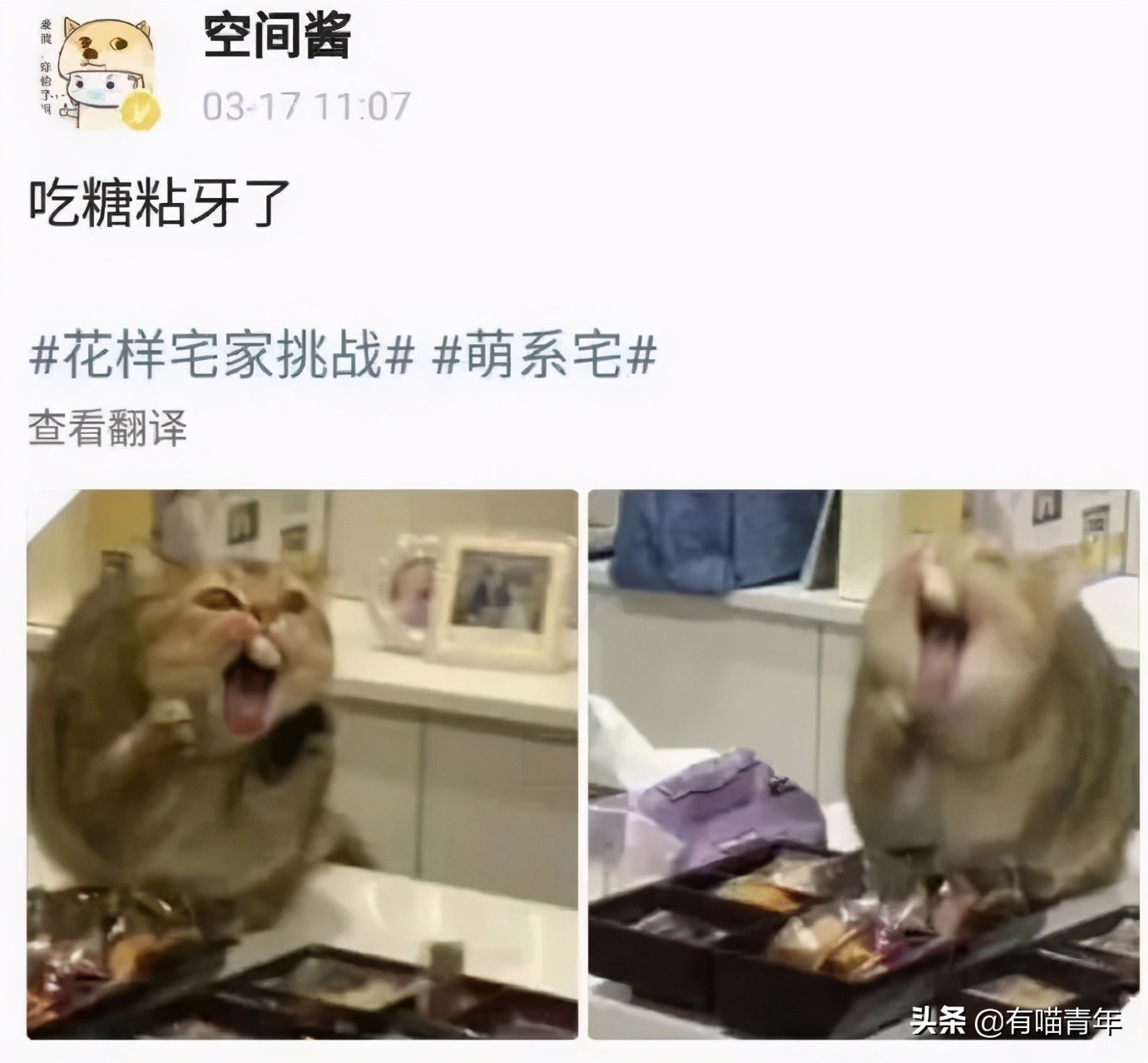 猫放一个屁，全家吃不下饭！真的好臭啊啊啊啊啊