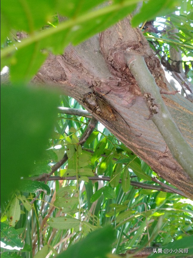 养蝉的乐趣,在家养蝉的一生全过程