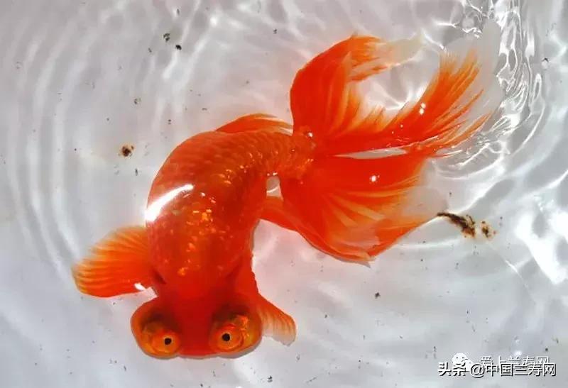 各种金鱼欣赏,金鱼鉴赏