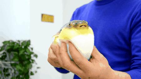 日式河豚火锅,青岛吃河豚火锅