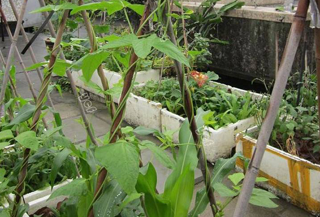 豆角落花落果最好的解决方法,豆角落花果怎么处理