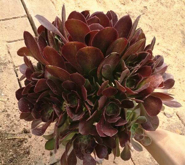 黑法师掉叶子黑腐怎么办,黑法师砍头后成光杆了还能发芽吗