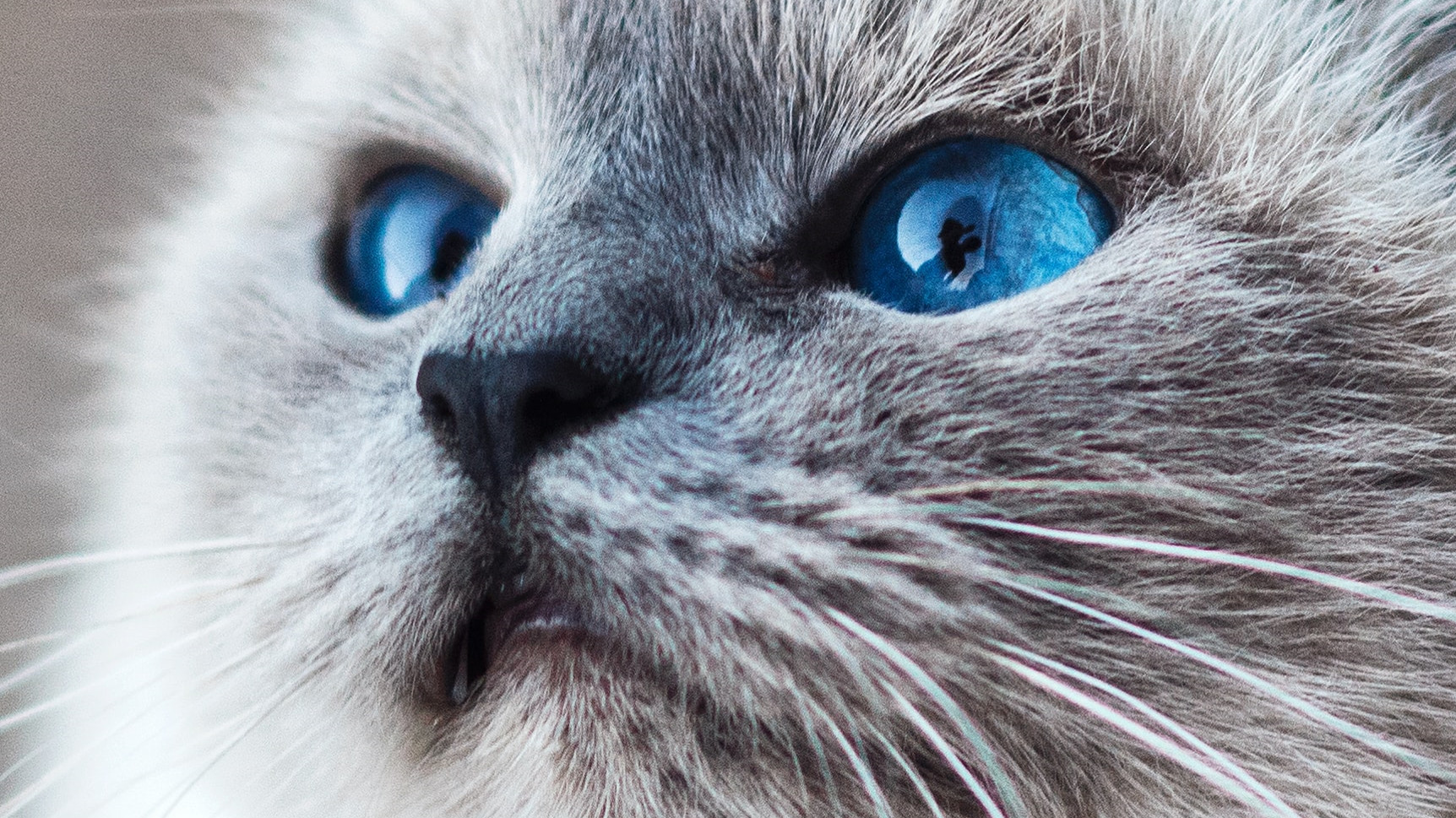 猫咪眼部的各种疾病,猫咪眼部感染该怎么处理呢