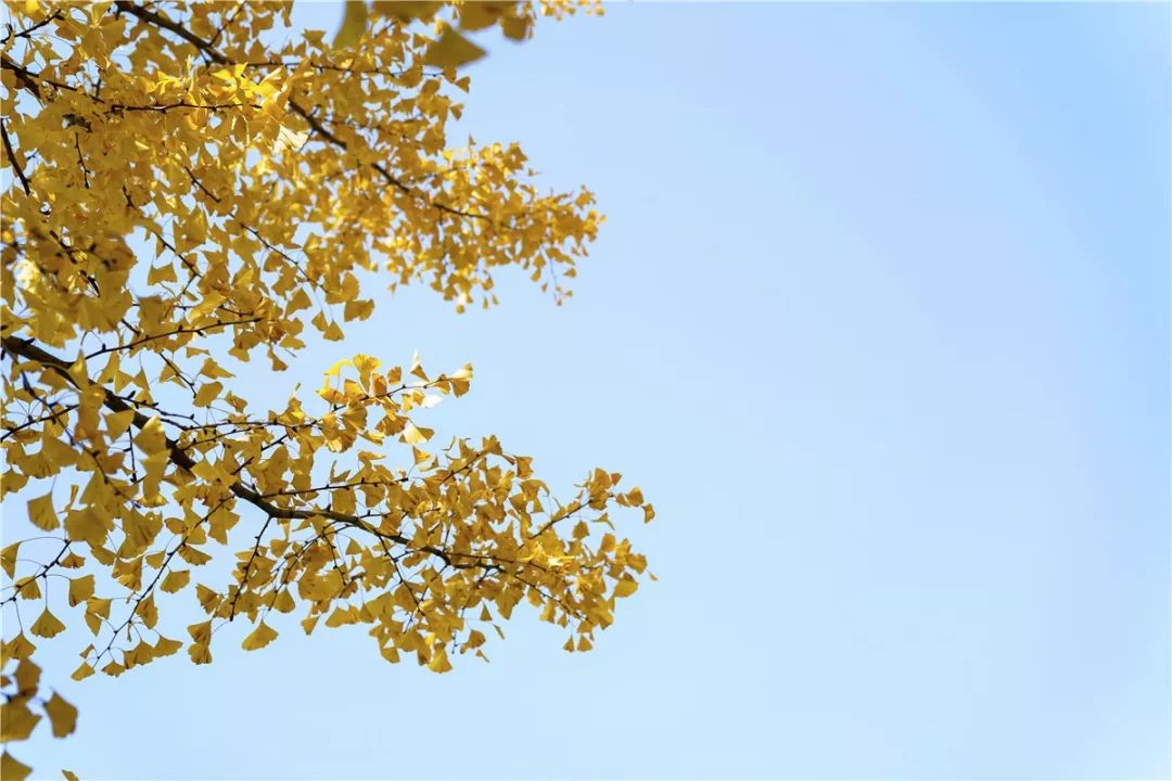 思源学院美景照片,西安思源学院秋景色