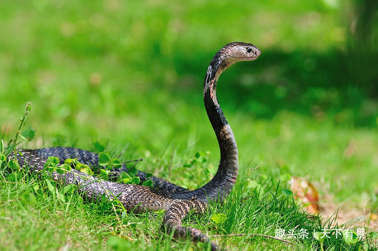 为什么蛇可以很久不进食,蛇为什么生命力这么强