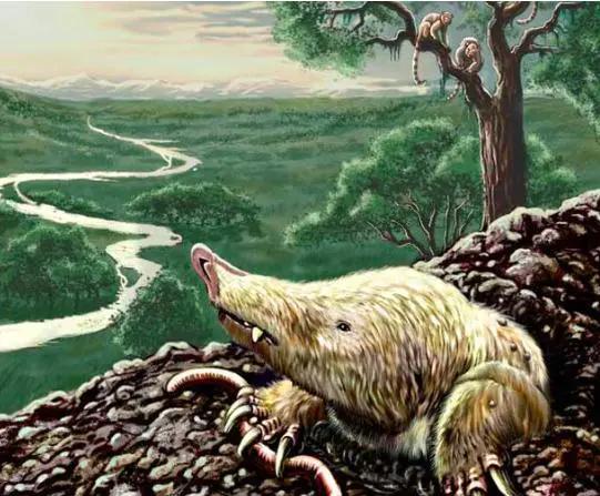 为什么哺乳动物都是4肢,为什么哺乳动物只有一个生殖器官