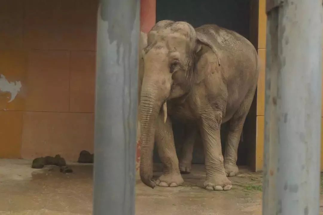 熊出没熊大熊二旅游,熊出没之熊大熊二乐园