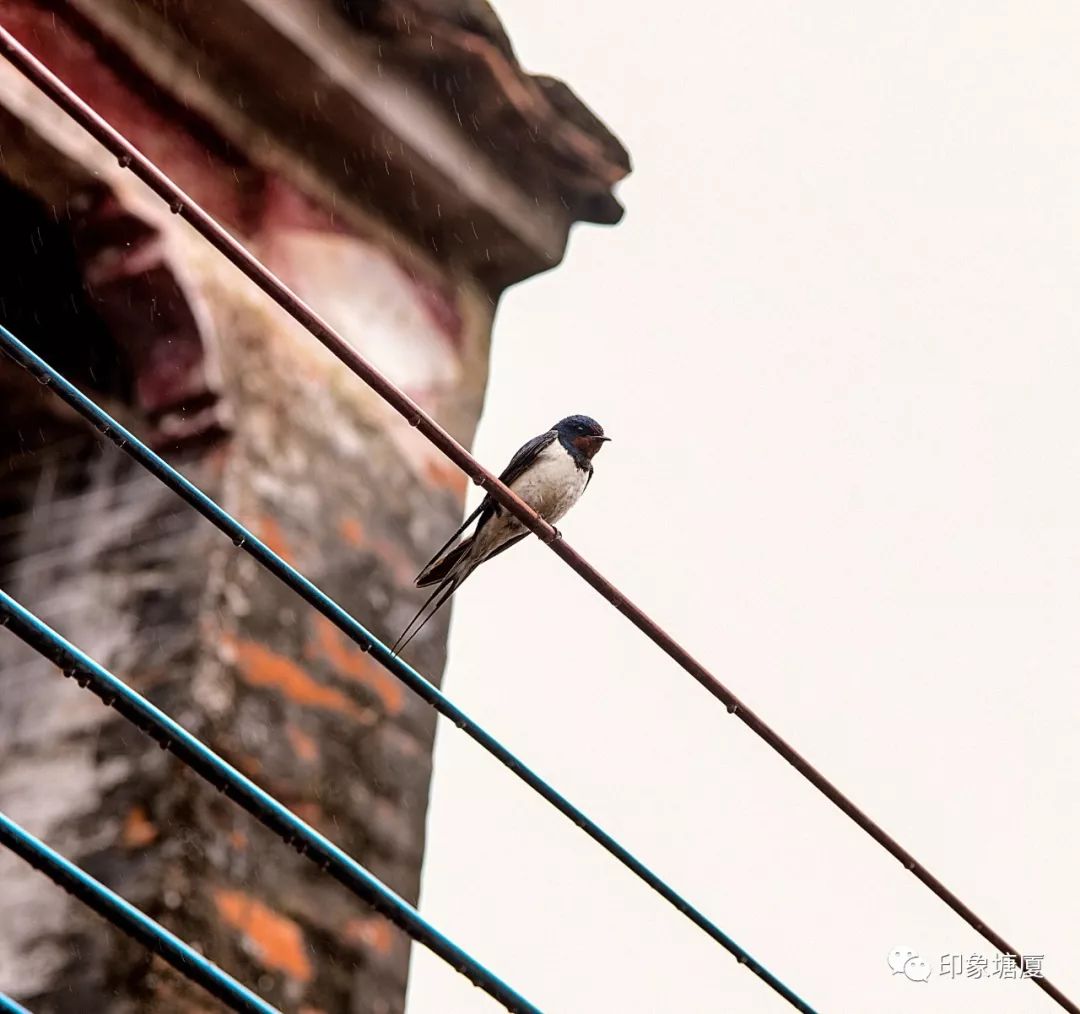 塘厦文化古迹,带你重温曾经的东莞