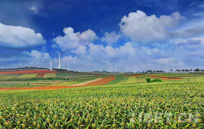 湛江建设成为区域性海洋中心城市,湛江美丽海湾城市