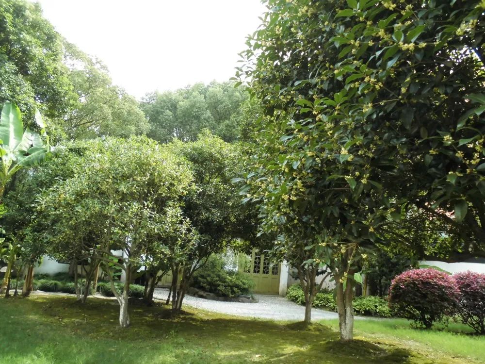 上海赏桂花好去处,江浙沪赏桂哪里去