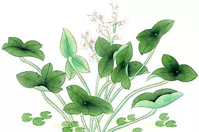 绿色青浦完整版,绿色青浦