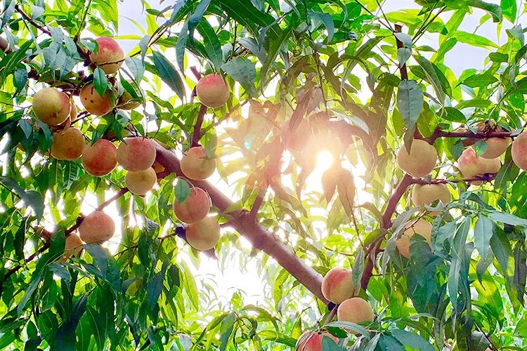 金秋红蜜桃打破吉尼斯世界纪录,金秋红蜜吉尼斯世界纪录