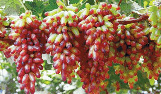 七月寻凉首选地！离上海车程仅1.5h，藏着座解暑小城！赏花赏水更赏情，藏着让人静下来的神奇魔力