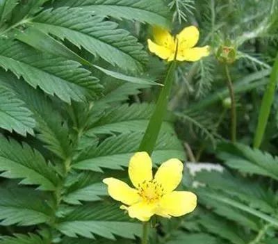 消费扶贫奶制品,消费扶贫奶粉