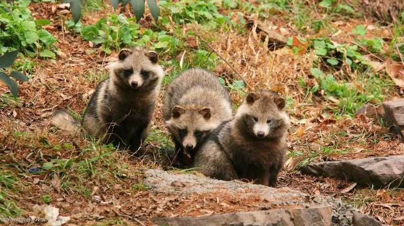 阿拉看环境｜“城市森林中的小生灵”申城有群特殊居民
