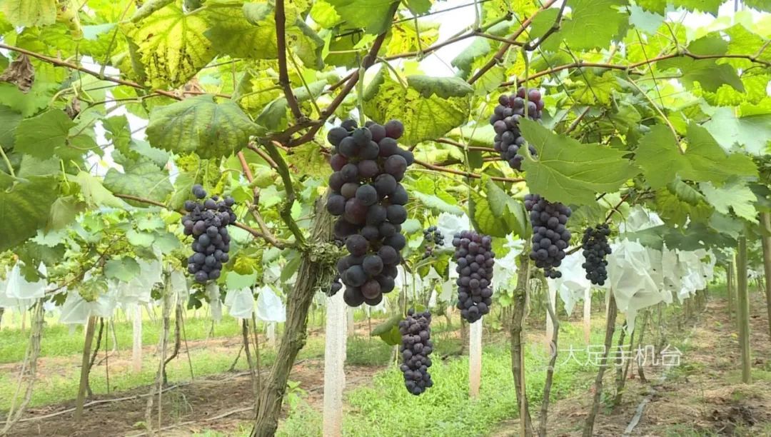 魅力中国城崇左vs大足视频,魅力中国城让你知道