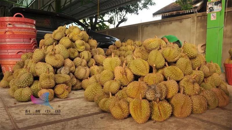 人们对榴莲的气味会有不同感受,为什么不同人闻榴莲味道不同