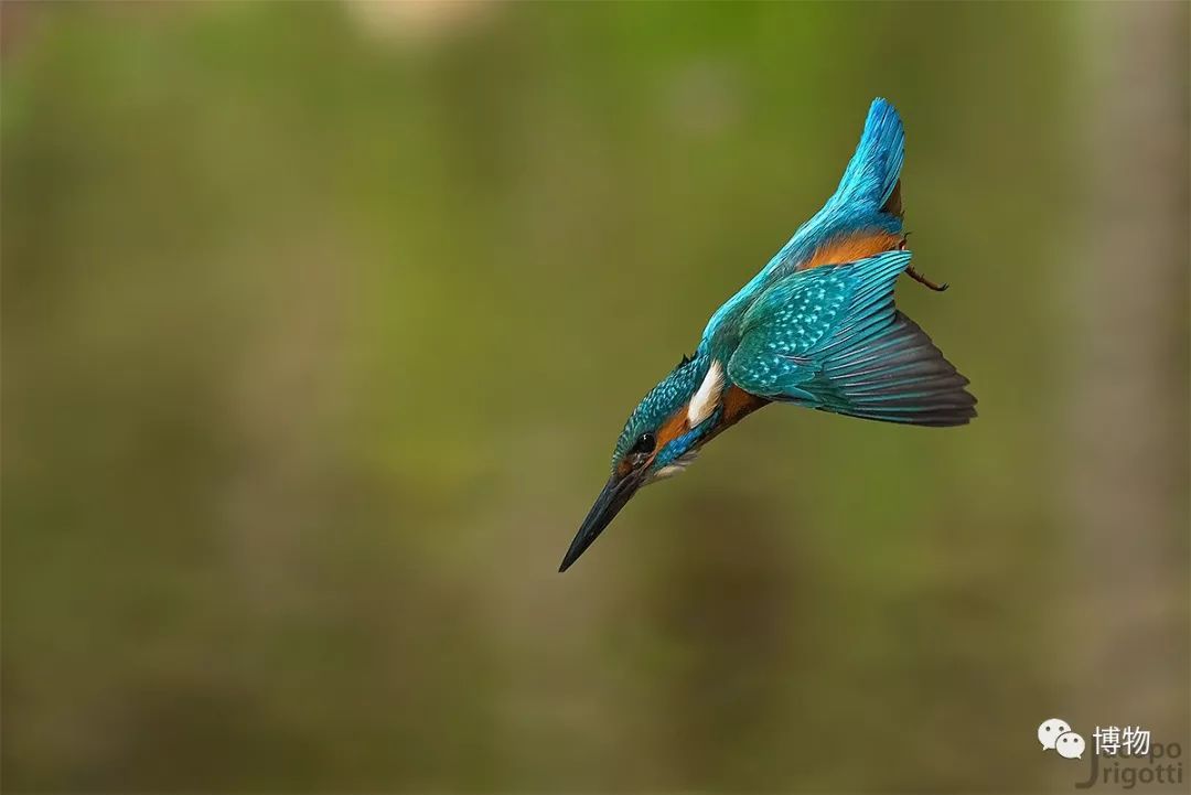 做点翠需要的材料,做点翠饰品犯法吗