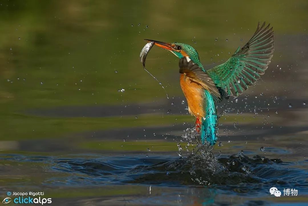做点翠需要的材料,做点翠饰品犯法吗