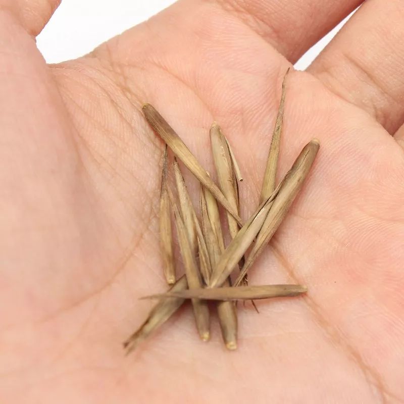 鸡孵蛋的植物,什么草能让鸡多下蛋