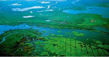 鄱阳湖大地之树怎么形成的,鄱阳湖现大地之树自然景观